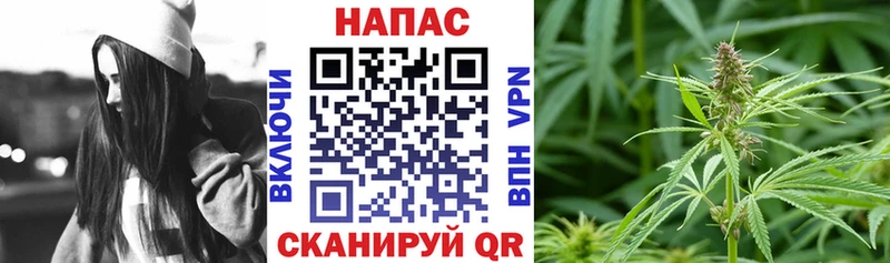 Конопля семена  Купить где  Кудрово 